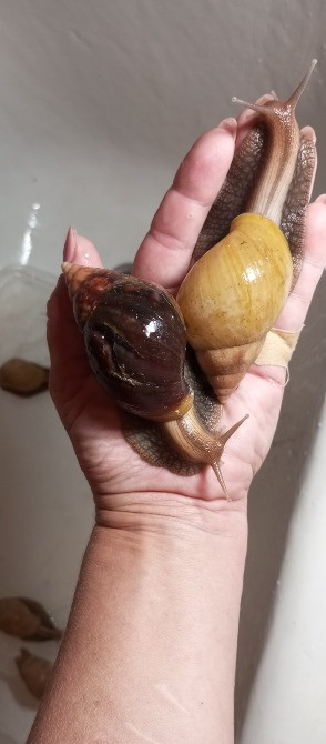 Равлик і Павлик Ахатини Фуліки шукають друзів Киев - изображение 1