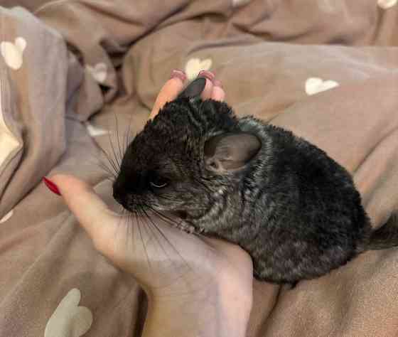 Продам домашних питомцев Одеса