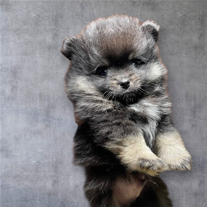 Померанский шпиц Харків - зображення 6