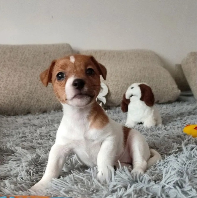 Джек Рассел терьер щенки Киев - изображение 2