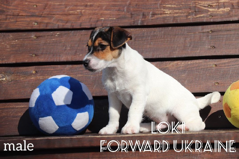Шикарні цуценята Джек Рассел Киев - изображение 8