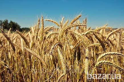 Куплю відходи зернові, відходи олійні, відходи бобові! Чернігів - зображення 1
