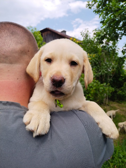 Цуценята Богородчани - зображення 4