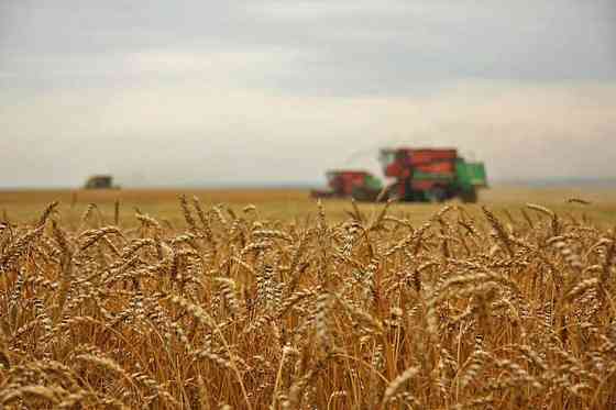 Купуємо відходи с/г культур та некондицію Суми