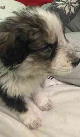 Цуценя Мукачево