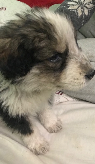 Цуценя Мукачево - изображение 1