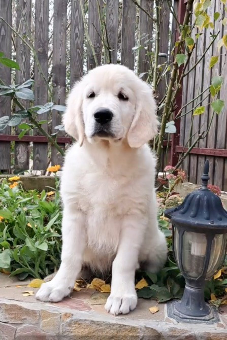 Щенята голден ретрівера Львів - зображення 3