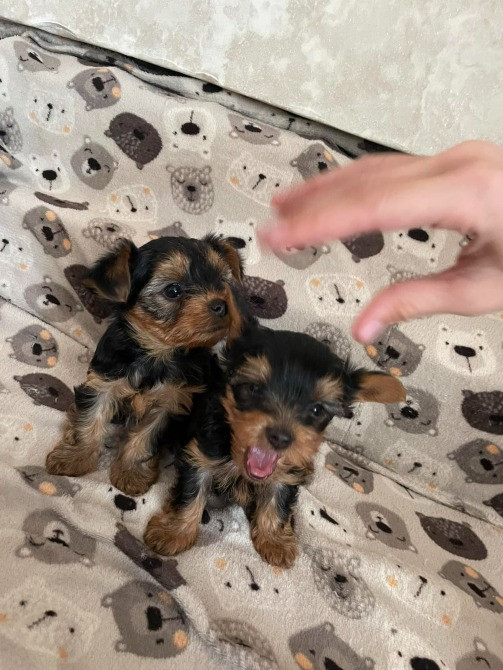 Міні йорки Коростишів - зображення 4